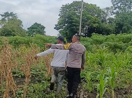 Bersama Kades dan Warga Petani, Bhabinkamtibmas Kabiarat hadiri panen Jagung