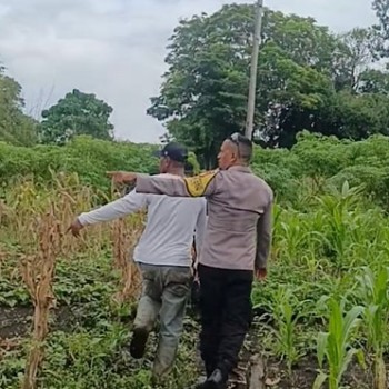 Bersama Kades dan Warga Petani, Bhabinkamtibmas Kabiarat hadiri panen Jagung