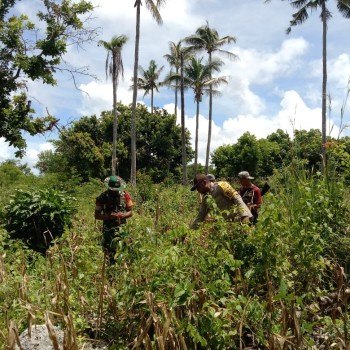 Bhabinkamtibmas Aipda Litaay Ingatlan Warga Jaga Mutu Tanaman Jagung