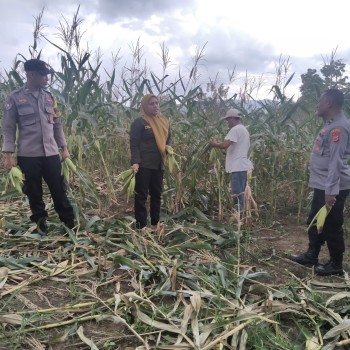 Polri Dukung Ketahanan Pangan, 9.000 Jagung Manis Dipanen