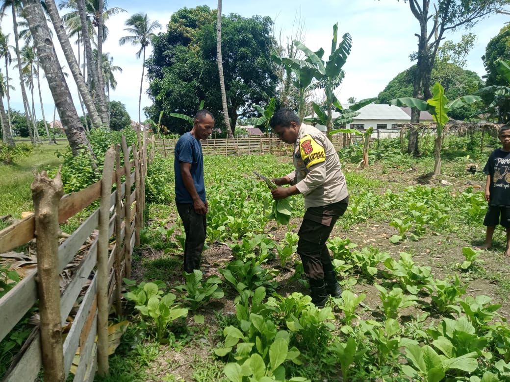 Dukung Asta Cita, Bhabinkamtibmas Polsek Namrole, Laksanakan pengecekan tanaman Pekarangan Pangan Bergizi di wilayah binaannya.