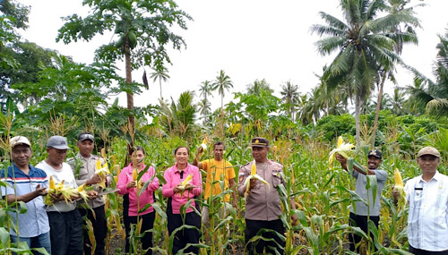 Kapolsek Kormomolin hadir bersama Forkopimcam dan Masyarakat gelar panen Jagung