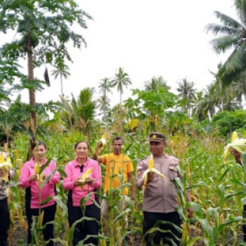 Kapolsek Kormomolin hadir bersama Forkopimcam dan Masyarakat gelar panen Jagung