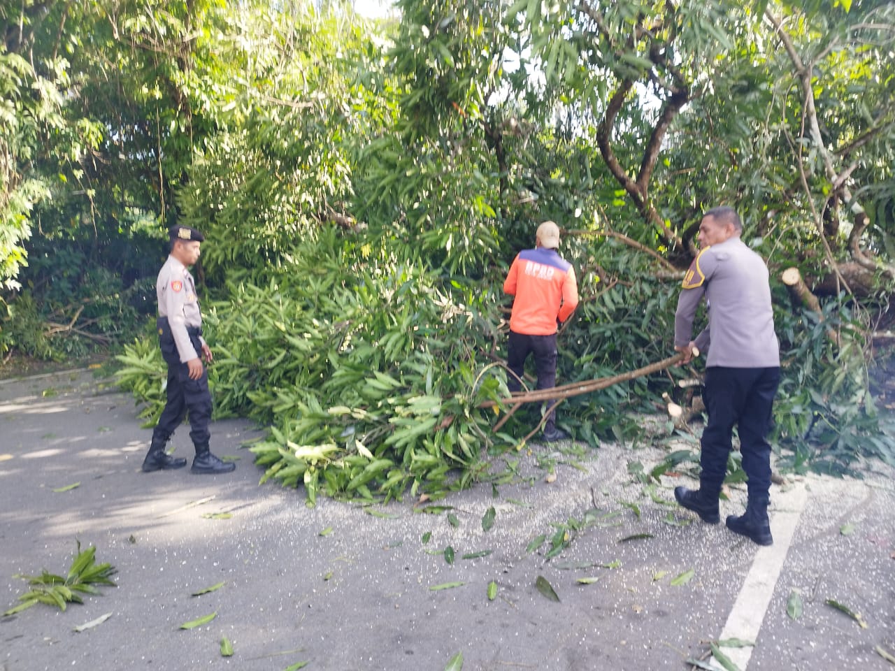 POLSEK BAGUALA SIGAP TANGANI POHON TUMBANG DI RUAS JALAN SISINGAMANGARAJA, PASSO