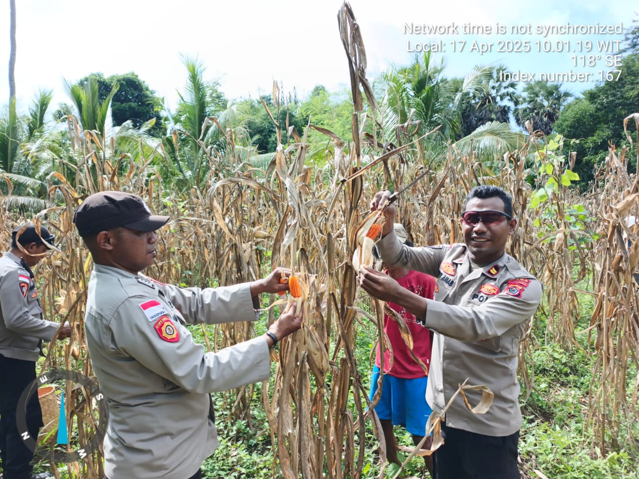 Polsek Kisar Panen Raya Jagung Bersama Warga Tani Desa Nomaha