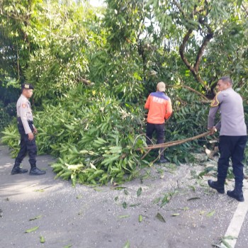 POLSEK BAGUALA SIGAP TANGANI POHON TUMBANG DI RUAS JALAN SISINGAMANGARAJA, PASSO