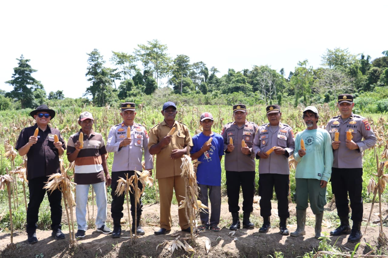 Gandeng kelompok Tani Setempat, Polres SBT Laksanakan Panen Jagung