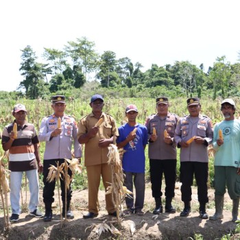 Gandeng kelompok Tani Setempat, Polres SBT Laksanakan Panen Jagung