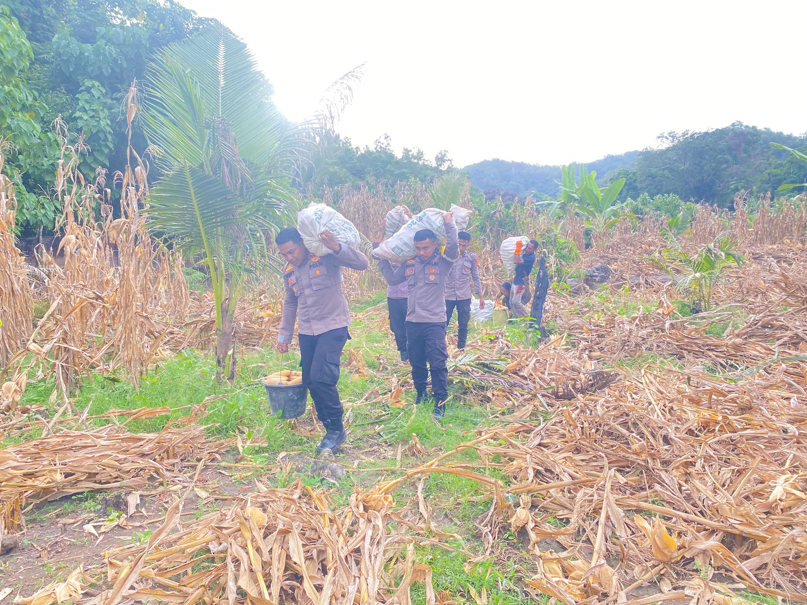 Polsek Wetar Panen Raya Jagung Bersama Warga Tani Desa Ilwaki