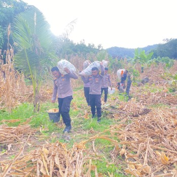 Polsek Wetar Panen Raya Jagung Bersama Warga Tani Desa Ilwaki