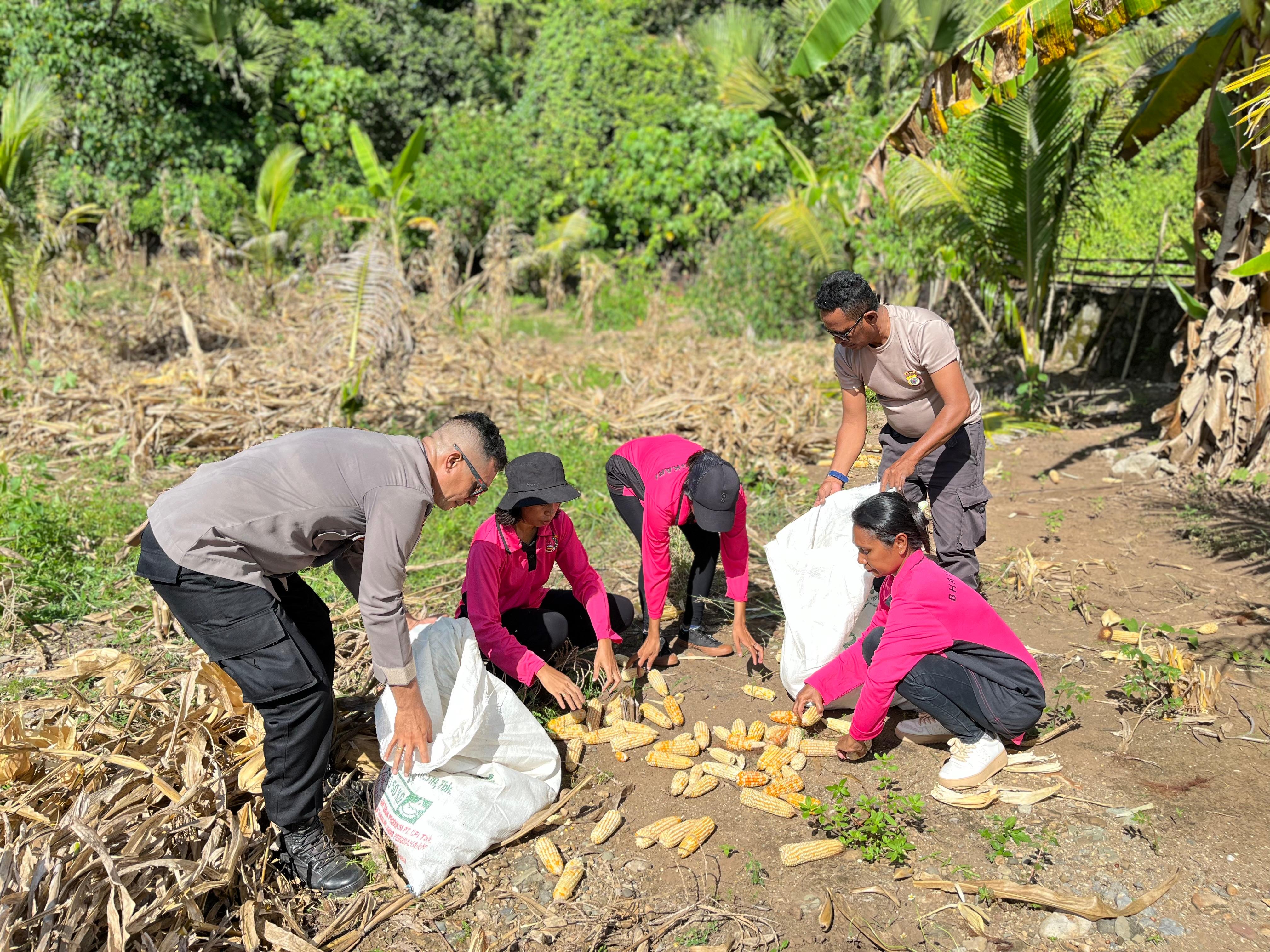 Polsek Wetar Bersinergi Dengan Warga Tani Gelar Panen Raya Jagung di Desa Ilwaki