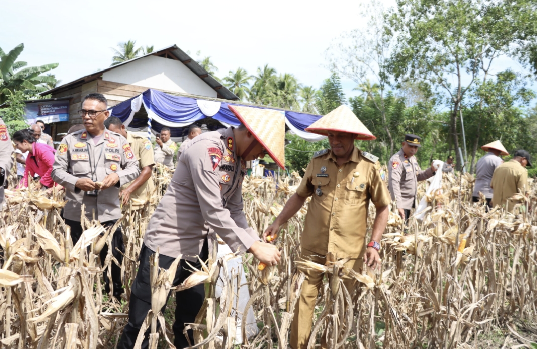 Polres SBB Panen Jagung Hibrida Bersama Warga Hatusua, Wujud Nyata Dukung Ketahanan Pangan Nasional.