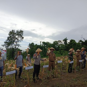 Dukung Ketahanan Pangan, Polres SBT Hadir di Tengah Panen Jagung Serentak