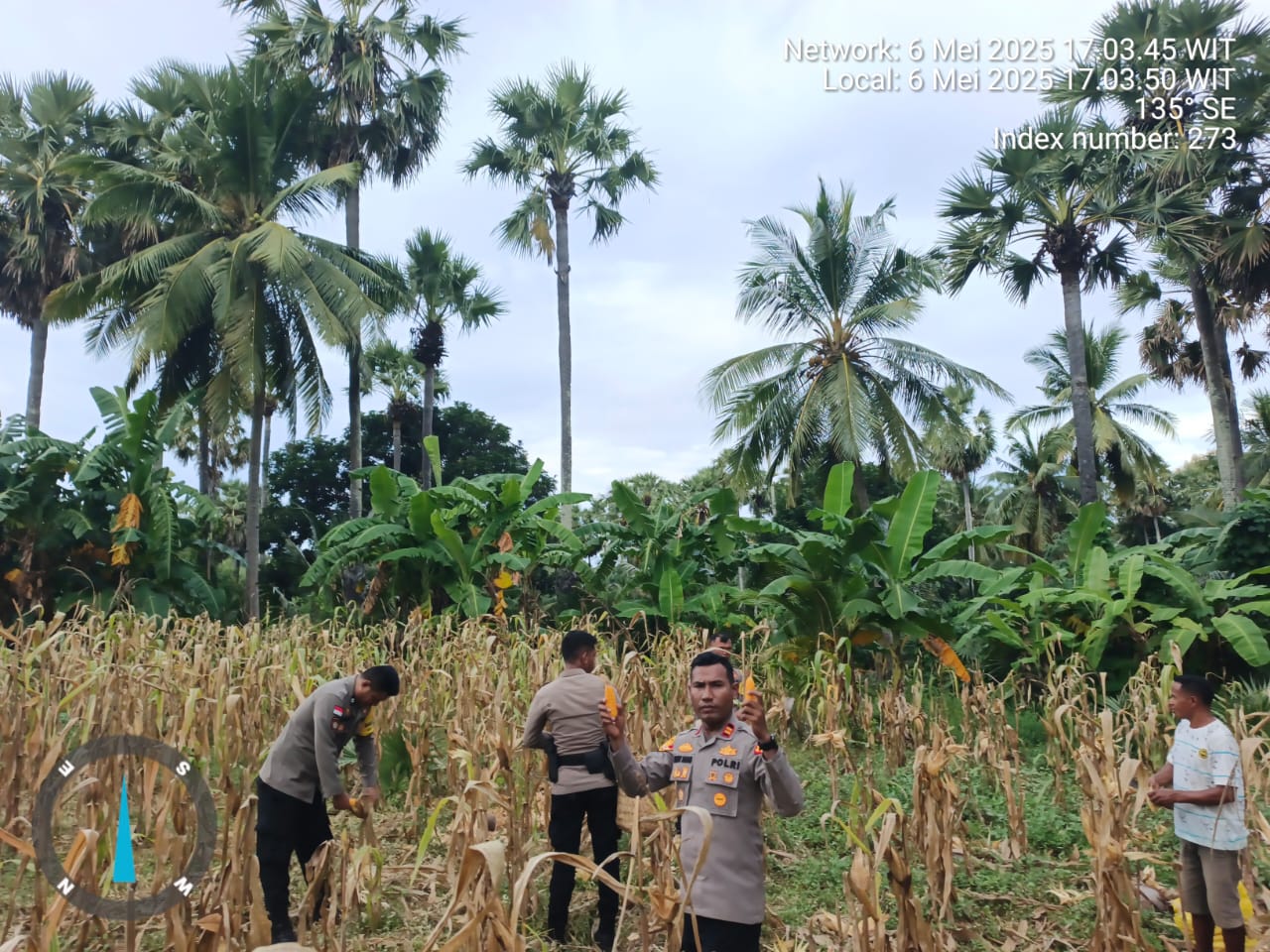 Polsek Kisar Panen Raya Jagung Bersama Warga Tani Desa Oirata Barat