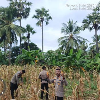 Polsek Kisar Panen Raya Jagung Bersama Warga Petani di Desa Oirata Barat