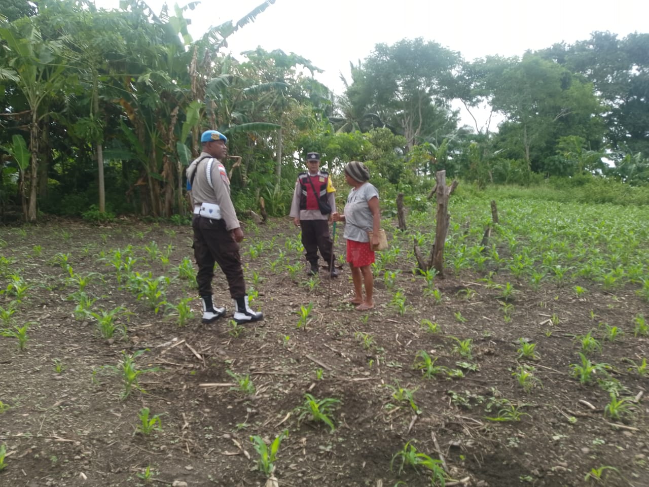 Bhabinkamtibmas Bripka Hendra Ingatlan Warga Jaga Mutu Tanaman Jagung