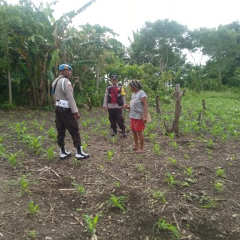 Bhabinkamtibmas Bripka Hendra Ingatlan Warga Jaga Mutu Tanaman Jagung