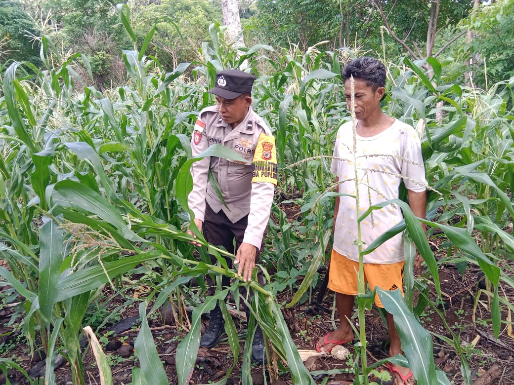 Bhabinkamtibmas Aipda Jennia Bina Petani Jaga Kualitas Tanaman