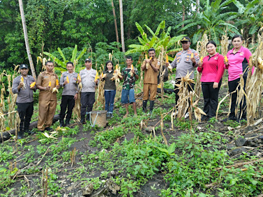 Dukung Ketahanan Pangan, Jajaran Polsek Kormomolin bersama Bhayangkari hadiri Panen Jagung