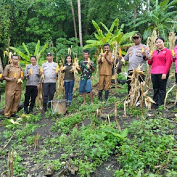 Dukung Ketahanan Pangan, Jajaran Polsek Kormomolin bersama Bhayangkari hadiri Panen Jagung