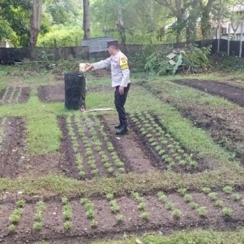 Polsek Tepa Pelihara Kualitas Tanaman, Dukung Penuh Ketahanan Pangan