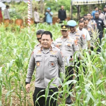 Jelang Panen Raya Kapolda Maluku Tinjau Perkebunan Jagung di Talaga Kodok