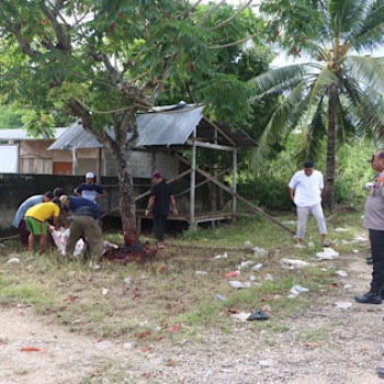 Peringati Idul Adha 1446 H, Polres Kepulauan Tanimbar amankan proses penyembelihan hewan kurban