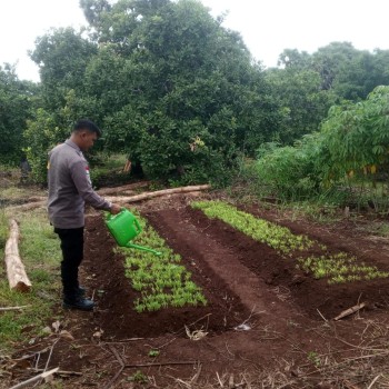 Langkah Inovasi Polsek Serwaru Bersama Warga Tani Dukung Program Ketahanan Pangan