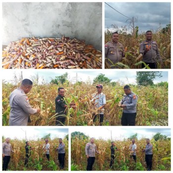 Kapolsek Polsek Moa Lakor bersama Anggota Gelar Panen Raya Jagung, Dukung Penuh Program Ketahanan Pangan
