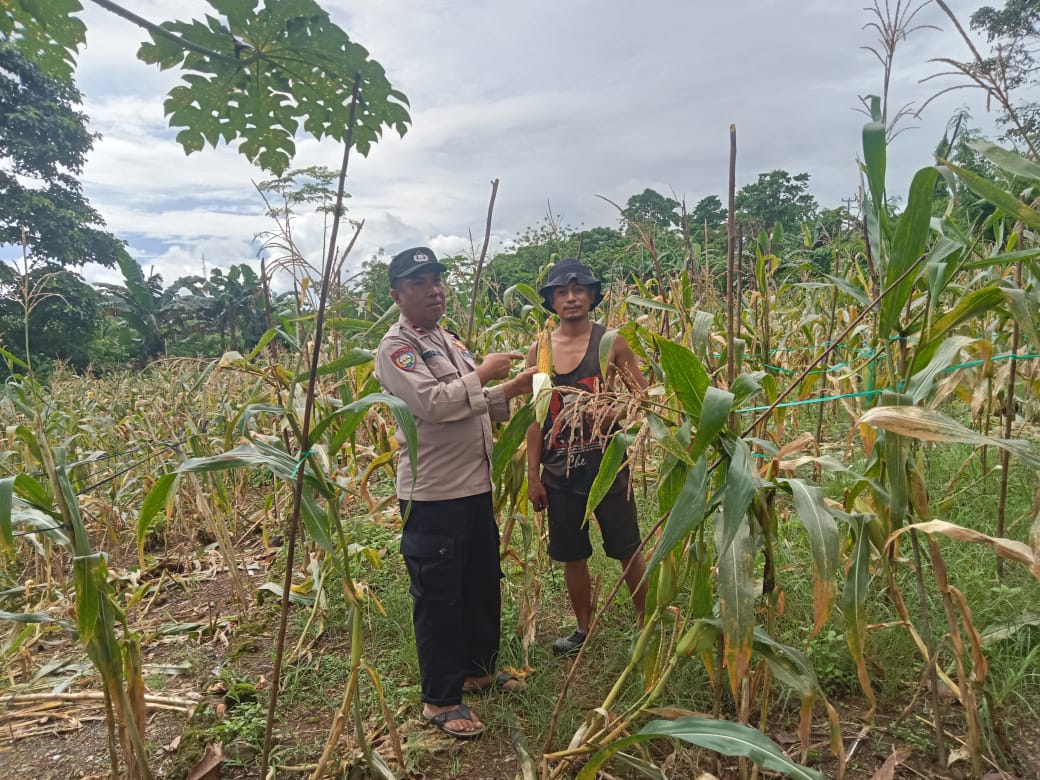 Panen Jagung di Lahan Polresta Ambon: Kolaborasi Polisi dan Petani Muda di Hitu