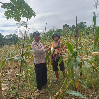 Panen Jagung di Lahan Polresta Ambon: Kolaborasi Polisi dan Petani Muda di Hitu