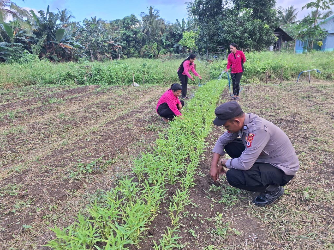 Polsek Babar Timur Terjun ke Masyarakat, Bersama Petani Dukung Ketahanan Pangan.