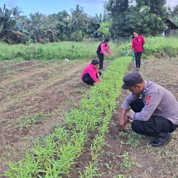 Polsek Babar Timur Terjun ke Masyarakat, Bersama Petani Dukung Ketahanan Pangan.
