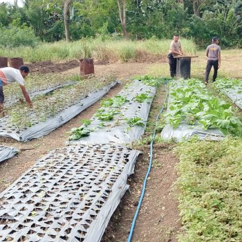 Polsek Babar Timur Terjun ke Masyarakat, Bersama Petani Rawat Tanaman Dukung Ketahanan Pangan