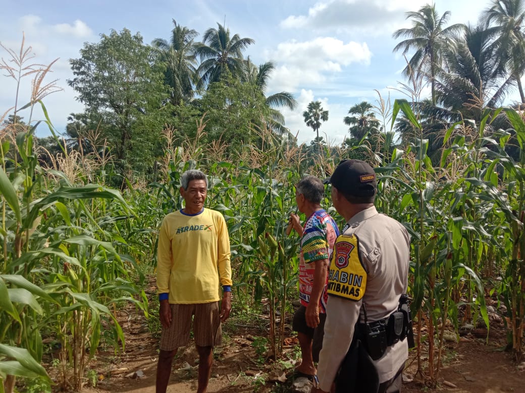 Bhabinkamtibmas Desa Abusur Pantau Perkembangan Tanaman, Ajak Warga Tani Jaga Mutu Tanaman