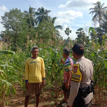 Bhabinkamtibmas Desa Abusur Pantau Perkembangan Tanaman, Ajak Warga Tani Jaga Mutu Tanaman