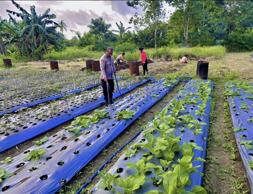 Polsek Babar Timur Terjun Bersama Petani Pantau Keadaan Tanaman, Dukung Program Ketahanan Pangan