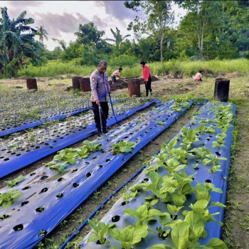 Polsek Babar Timur Terjun Bersama Petani Pantau Keadaan Tanaman, Dukung Program Ketahanan Pangan