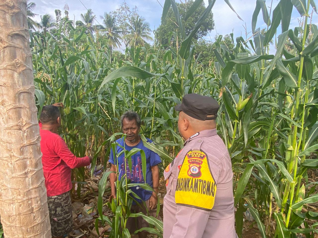 Bhabinkamtibmas Desa Lekloor Gelar Pantauan Tanaman, Dukung Program Ketahanan Pangan