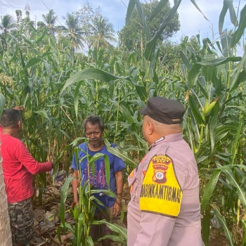 Bhabinkamtibmas Desa Lekloor Gelar Pantauan Tanaman, Dukung Program Ketahanan Pangan