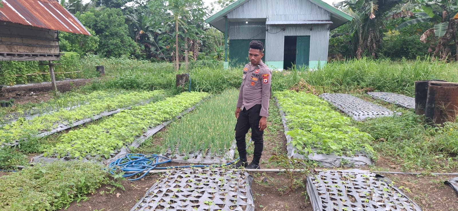 Polsek Babar Timur Pantau Pertumbuhan Tanaman, Bersama Petani Dukung Ketahanan Pangan