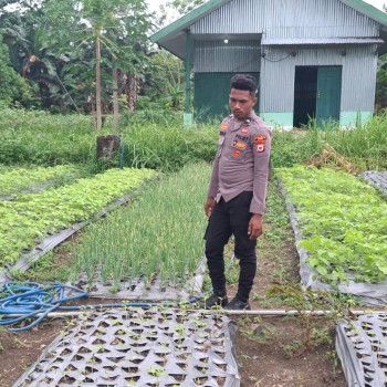 Polsek Babar Timur Pantau Pertumbuhan Tanaman, Bersama Petani Dukung Ketahanan Pangan