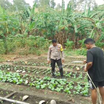Bhabinkamtibmas Brigpol Siahaya Ajak Warga Pelihara Kualitas Tanaman, Dukung Asta Cita