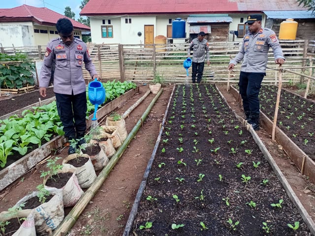 Polsek Wetar Rutin Pelihara Kebun Bergizi, Dukung Program Asta Cita