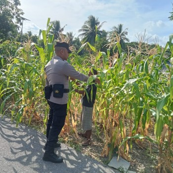 Dukung Program Ketahanan Pangan, Bhabinkamtibmas Desa Wonreli Gelar Pantauan Tanaman