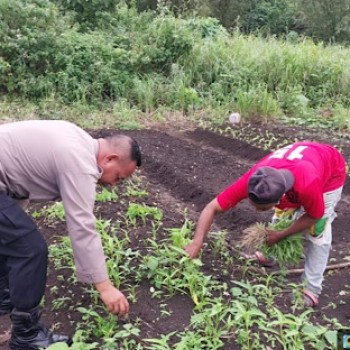 Aktif dukung Ketahanan Pangan, Bhabinkamtibmas Bomaki lakukan pendampingan bagi Petani