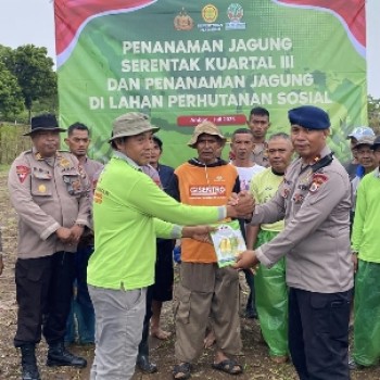 Satuan Brimob Polda Maluku Tanam Jagung di Lahan Satu Hektar
