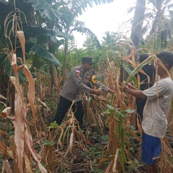 Polsek Mdona Hyera Gelar Panen Raya Jagung, Dukung Penuh Program Ketahanan Pangan