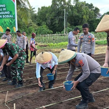 Sukseskan Ketahanan Pangan, Polres Maluku Barat Daya Gelar Penanaman Jagung Kuartal III Tahun 2025
