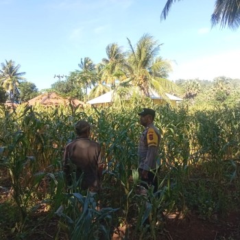 Gulirkan Program Ketahanan Pangan, Bhabinkamtibmas Desa Wonreli Pantau Perkembangan Tanaman